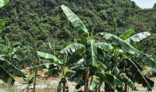 芭蕉树的种植与养殖方法 芭蕉树如何种植