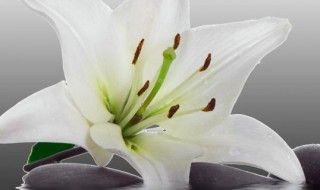 百合养殖方法与技巧（百合养殖方法与技巧视频）