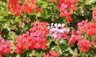 变色牡丹的养殖方法和注意事项（变色牡丹的养殖方法和注意事项有哪些）