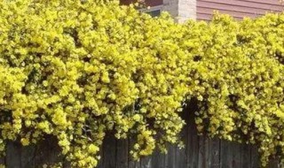 法国茉莉的养殖方法和注意事项（法国茉莉怎样养殖）