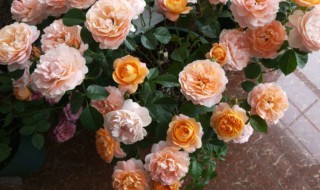 月季花的盆栽养殖方法（月季花的盆栽养殖方法和注意事项）