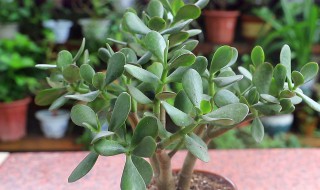 玉树换盆时间和方法 玉树换盆时间和方法介绍