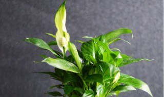 白掌花养殖方法和注意事项 白掌花养殖方法和注意事项图片