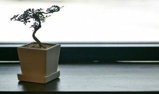 制作卷柏盆栽的方法（卷柏盆景制作）