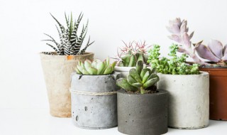 多肉法师发根最快方法（多肉快速发根的方法）