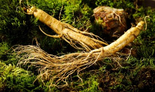 人参种植条件和方法时间（人参种植条件和方法时间四川）