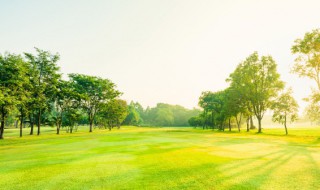 桃树石硫合剂使用方法 桃树石硫合剂使用方法图片