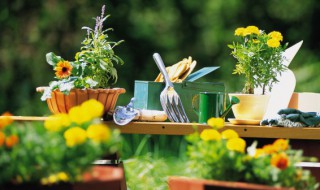 地雷花种子催芽方法（地雷花种子催芽方法图片）
