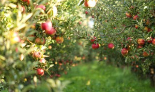 罗汉松增粗方法 罗汉松如何增粗