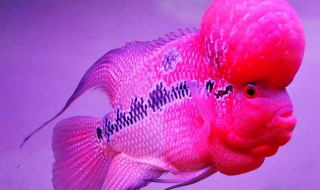 罗汉鱼起头方法 罗汉鱼开始起头要注意什么