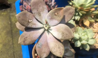 华丽风车的养殖方法和注意事项 华丽风车冬天怎么养