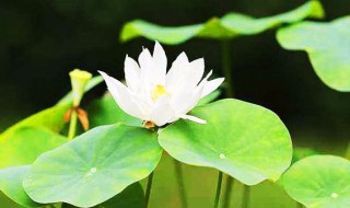 荷花移栽方法 荷花怎么移栽