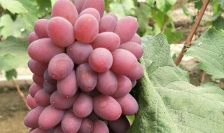 葡萄坐果最佳方法（葡萄如何坐果）