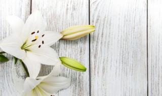 百合花扦插方法及养殖方法(百合花的扦插养殖方法和注意事项)
