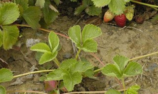 匍匐茎是什么意思 匍匐的意思是什