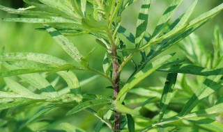 蒌蒿是啥植物 蒌蒿是什么植物蒌蒿蒌蒿