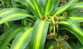 巴西美人繁殖方法和注意事项（巴西美人繁殖方法和注意事项视频）