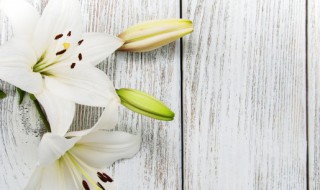 百合的繁殖方法 香水百合的繁殖方法