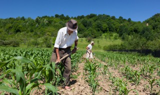 每个季节适合种什么农作物（每个季节适合种什么农作物呢）