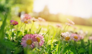 春天有什么水果和花（春天有什么水果和花?）