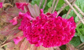 什么的鸡冠花填颜色（什么的鸡冠花填颜色词）