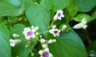 鸡屎藤煮水喝的功效（鸡屎藤煮水喝的功效与禁忌）