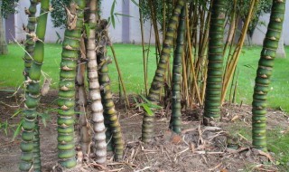 罗汉竹的养殖方法 罗汉竹的养殖方法和注意事项