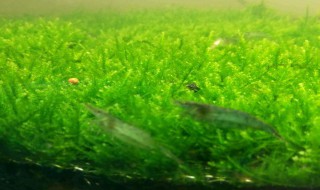 莫斯草怎么养长的好 水草莫斯怎样养好