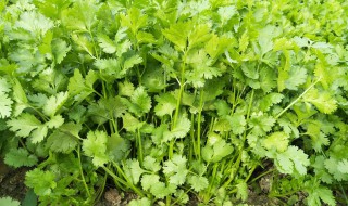 香菜黄叶是怎么回事 香菜黄叶怎么回事用什么药