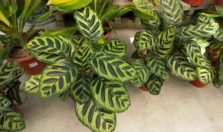 孔雀竹芋怎么浇水方法 孔雀竹芋怎么浇水方法图片