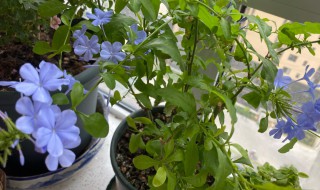 蓝雪花花谢后怎么处理（蓝雪花花谢后怎么处理掉）