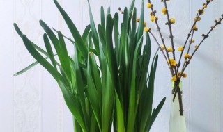 水仙球怎么水培养殖方法 水仙球怎么土培