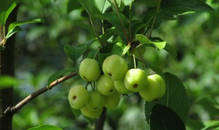 青果能放多久 青果可以放多久时间