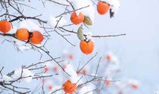 立冬吃什么的立冬习俗（立冬的风俗吃什么）