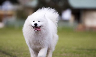 萨摩耶犬的优缺点（萨摩耶犬的优缺点有哪些）