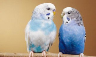 虎皮鹦鹉葫芦鸟窝产蛋好吗（虎皮鹦鹉第一窝蛋能不能孵化）