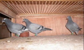 鸽子多少天抱一窝 鸽子一年抱窝几回