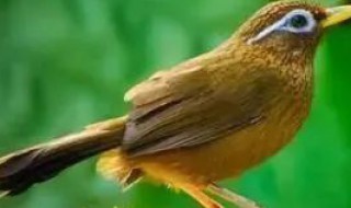 母画眉可以引公鸟吗（母画眉鸟引公鸟）