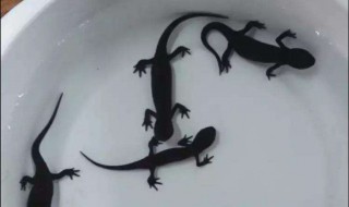 小火龙鱼怎么养 小火龙鱼怎么养殖