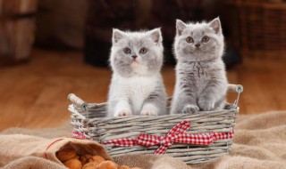 猫走路为什么没有声音如何演化成的?（猫走起来为什么没有声音）