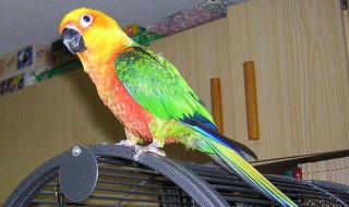 如何查鹦鹉脚环号（如何查鹦鹉脚环号真伪）