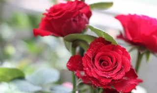 玫瑰花一般用什么叶子搭配? 玫瑰花配什么叶子好看