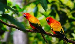 鹦鹉的特点外貌描写（鹦鹉的特点外貌描写300字）