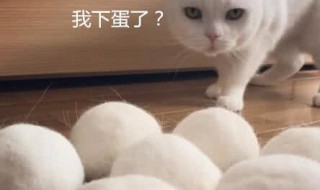 猫毛搓成球教程 如何将猫毛搓成球