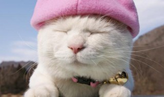 白色的小公猫取什么名字好(适合白色公猫的名字)