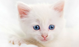 白色的小母猫取什么名字好(白色的小母猫取什么名字好听点)