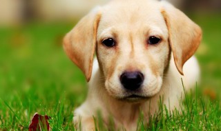 拉布拉多可以训练打猎吗? 怎样训练拉布拉多打猎