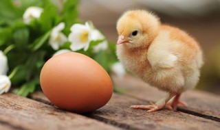 小鸡疫苗免疫流程 小鸡疫苗免疫流程视频