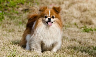 小狗生第一胎自己留一个还是不留 小狗生第一胎自己留一个还是不留一个好