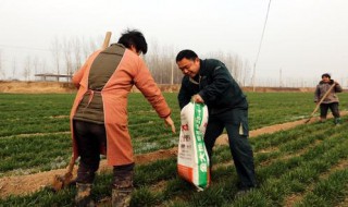 硝态氮冲施肥能不能在麦田使用（硝态氮冲施肥能不能在麦田使用）